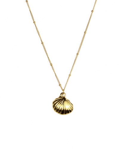 shell pendant necklace on a white background