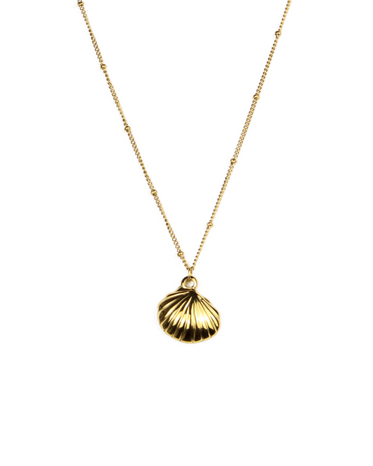 shell pendant necklace on a white background